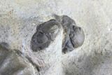 Three Devonian Ammonites (Anetoceras) with Four Trilobite Heads #87250-5